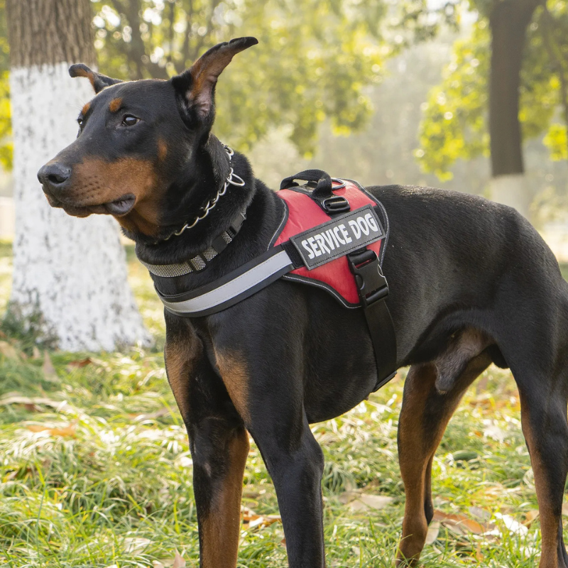 Harnais personnalisé de poitrine pour chien